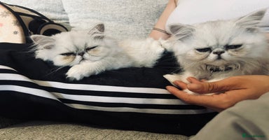 Persian cats - Advert 11