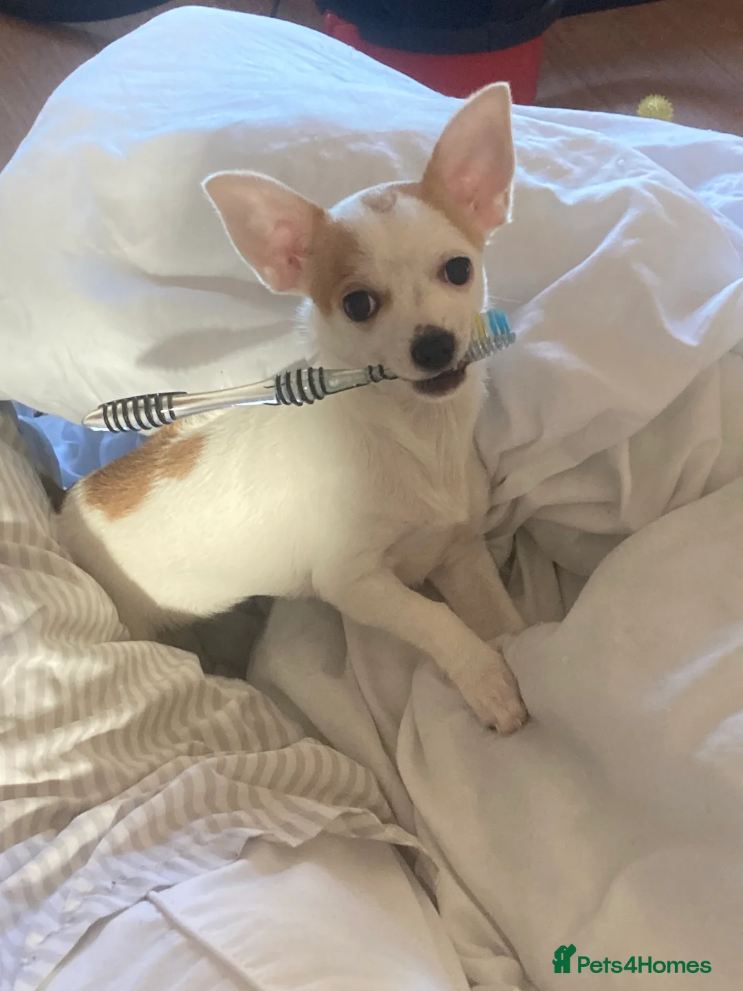 Chihuahua dogs for sale: White & fawn girl  - Advert 3