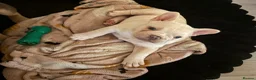 French Bulldog dogs for sale: Kc French bulldog puppy male - Advert 4