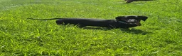 Dachshund dogs for stud: Rogger the super sprem dachshund  in Folkestone - Advert 2