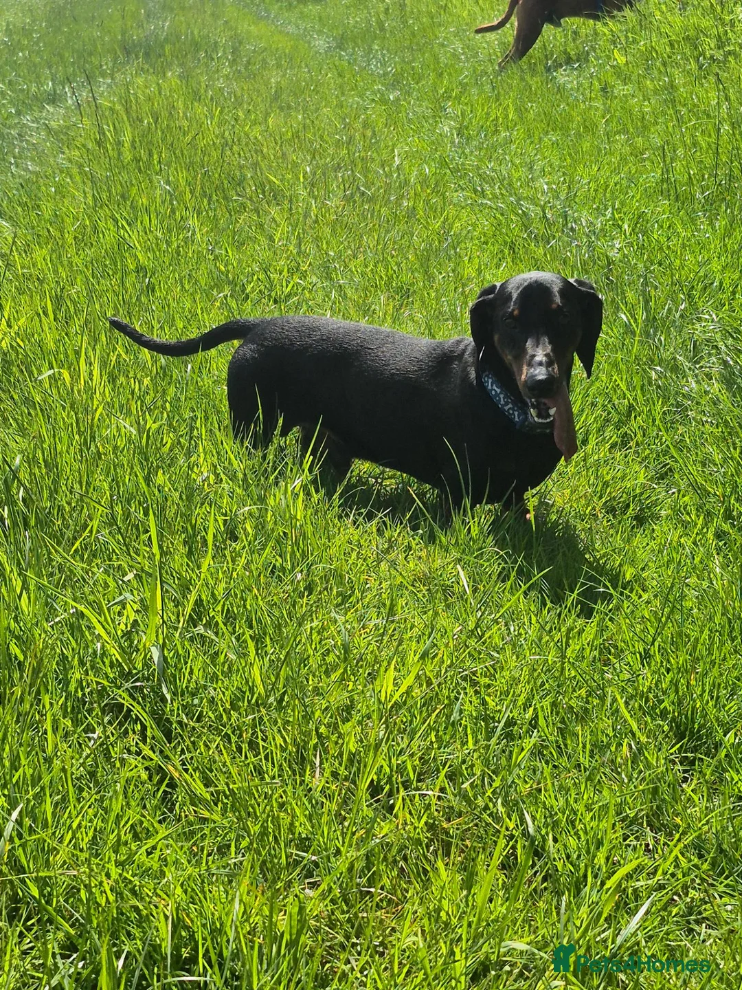 Dachshund dogs for stud: Rogger the super sprem dachshund  in Folkestone - Advert 2