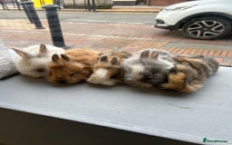 Lionhead rabbits for sale: Angora X lionheads- READY TO RESERVE- DOB- 3/10/25 - Image 1