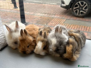 Lionhead rabbits Angora X lionheads- 6 LEFT- DOB- 3/10/25 - Advert 17
