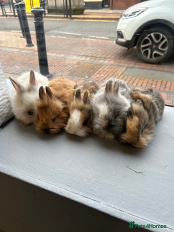 Lionhead rabbits - Advert 16