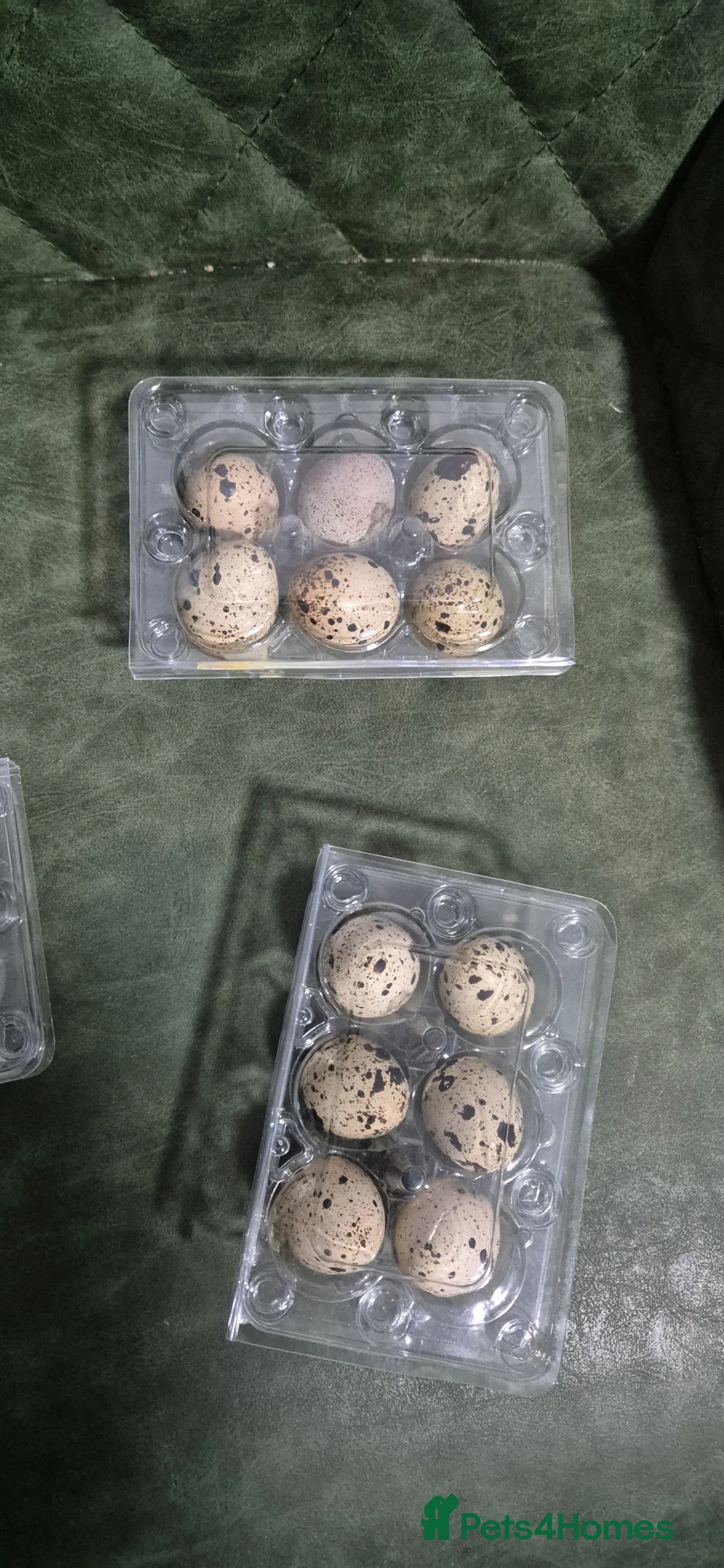 Mixed Breed birds for sale: Jumbo coturnix white and brown Quails eggs - Advert 2