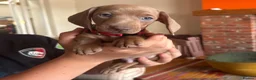 Dachshund dogs for sale: Standard Dachshund Puppies - Advert 4