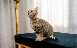 Bengal cats for sale: Bailey-TICA Bengal Girl, Excellent Genetic & Look - Image 14