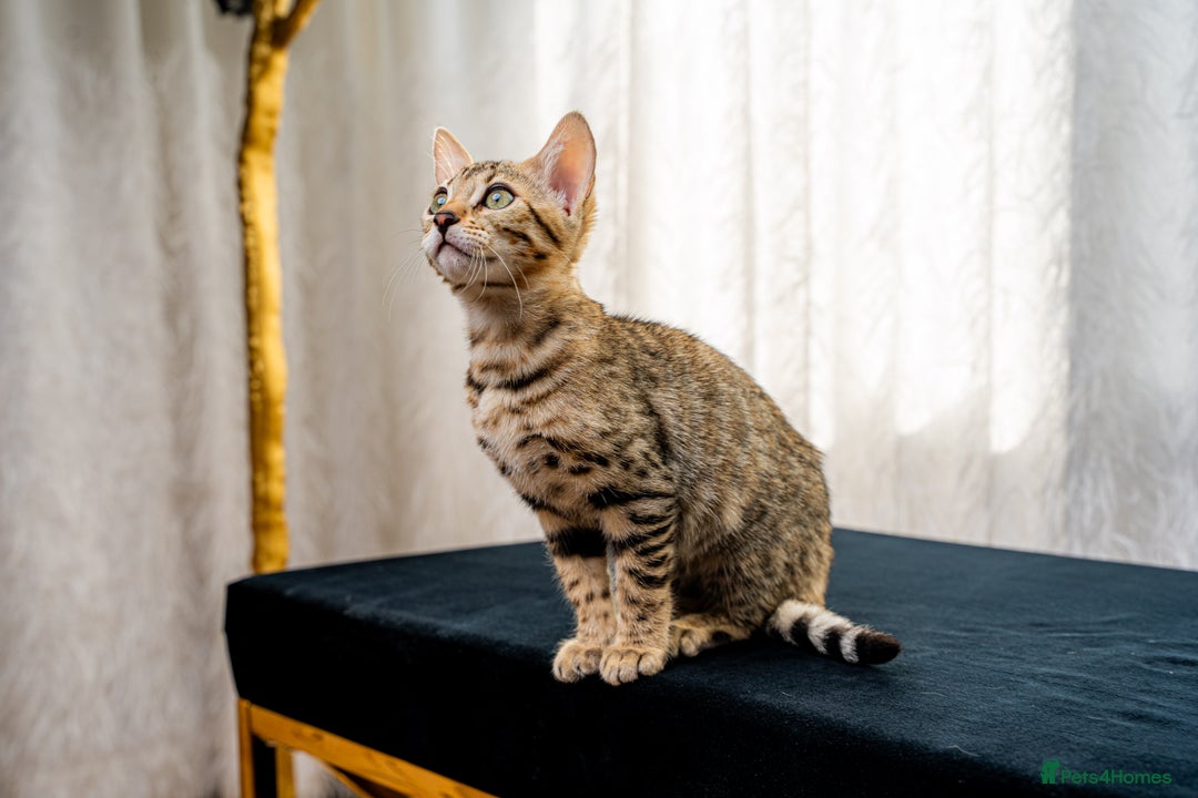 Bengal cats for sale: Bailey-TICA Bengal Girl, Excellent Genetic & Look - Image 14