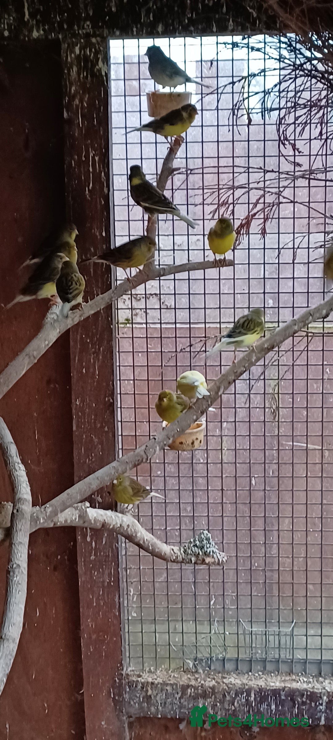 Canaries birds for sale: Mixed canaries  - Advert 5