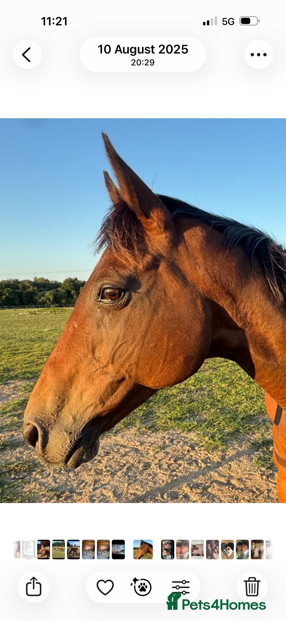 Other Breed horses Dark bay mare - Advert 2