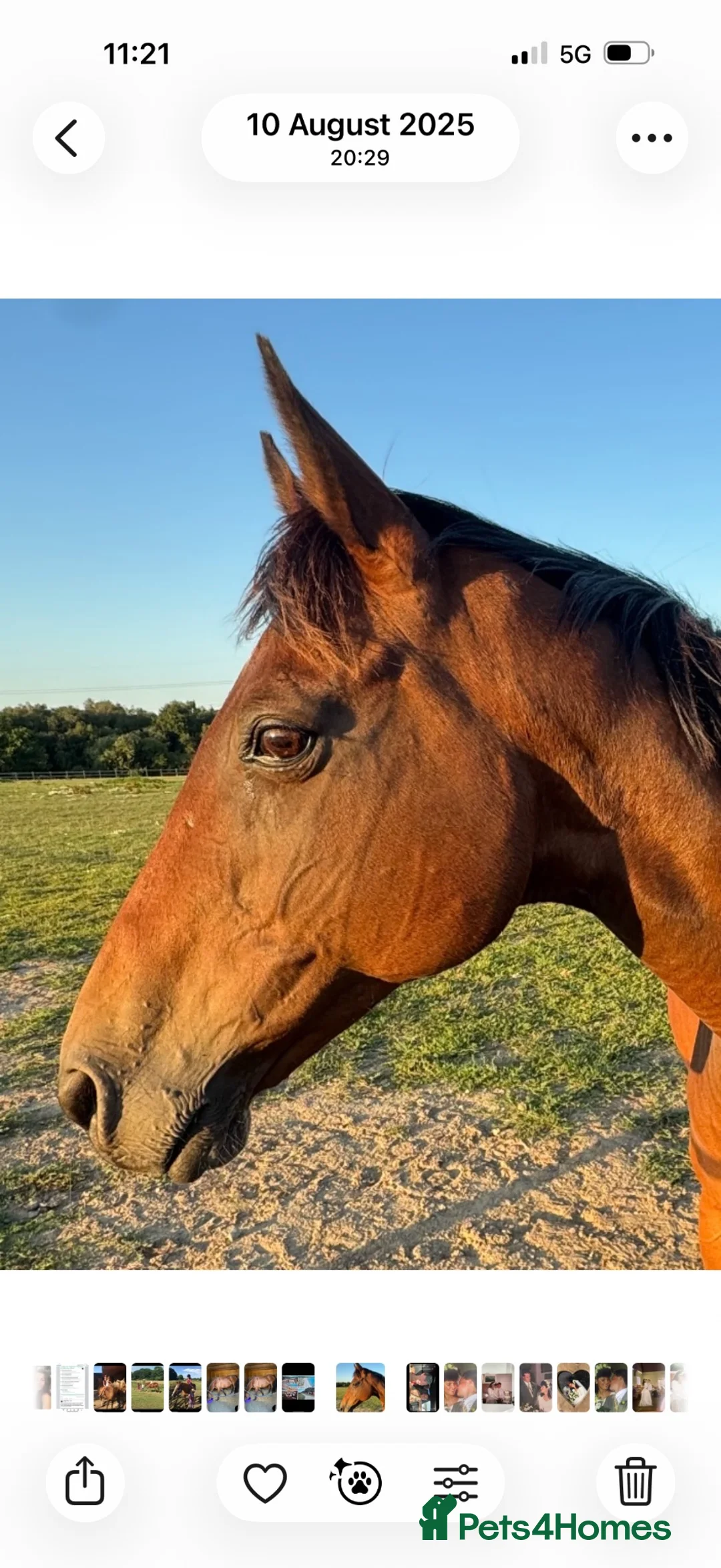 Other Breed horses for sale: Dark bay mare - Advert 1