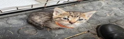 Mixed Breed cats for sale: Beautiful Bengal X kittens for sale  - Advert 10