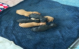 Cockapoo dogs for sale: Cockapoo puppies  - Advert 10