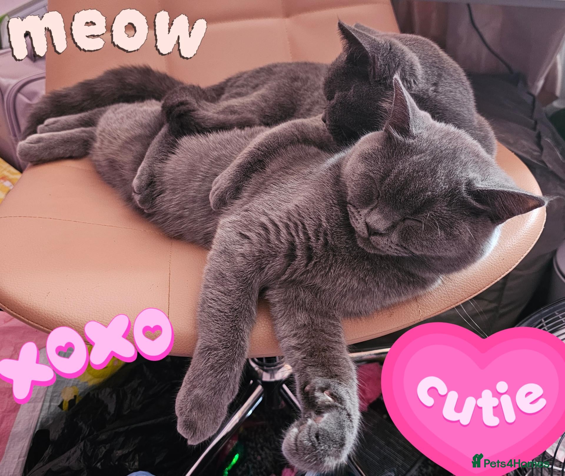 British Shorthair cats ✨️Sweet Silver Blue BSH kittens. ✨️ - Advert 1