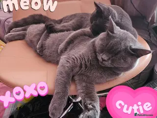 British Shorthair cats ✨️Sweet Silver Blue BSH kittens. ✨️ - Advert 1