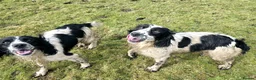 English Springer Spaniel dogs for sale: Skye - Black & White Ess 2 year old adult girl - Advert 11