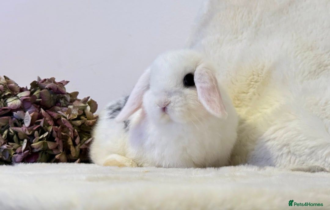 Mini Lop rabbits for sale: MiniLop Baby Boy ready now  - Advert 3