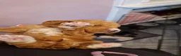 Cockapoo dogs for sale: Beautiful miniature/toy cockerpoos  - Advert 21
