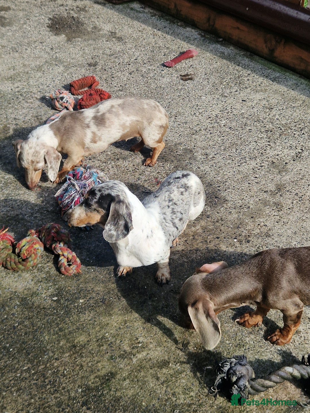 Miniature Dachshund dogs for stud: PRA CLEAR BLUE PIED DAPPLE STUD - Image 3