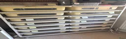 Python Snake reptiles for sale: Collection of ball pythons in Bungay - Advert 1
