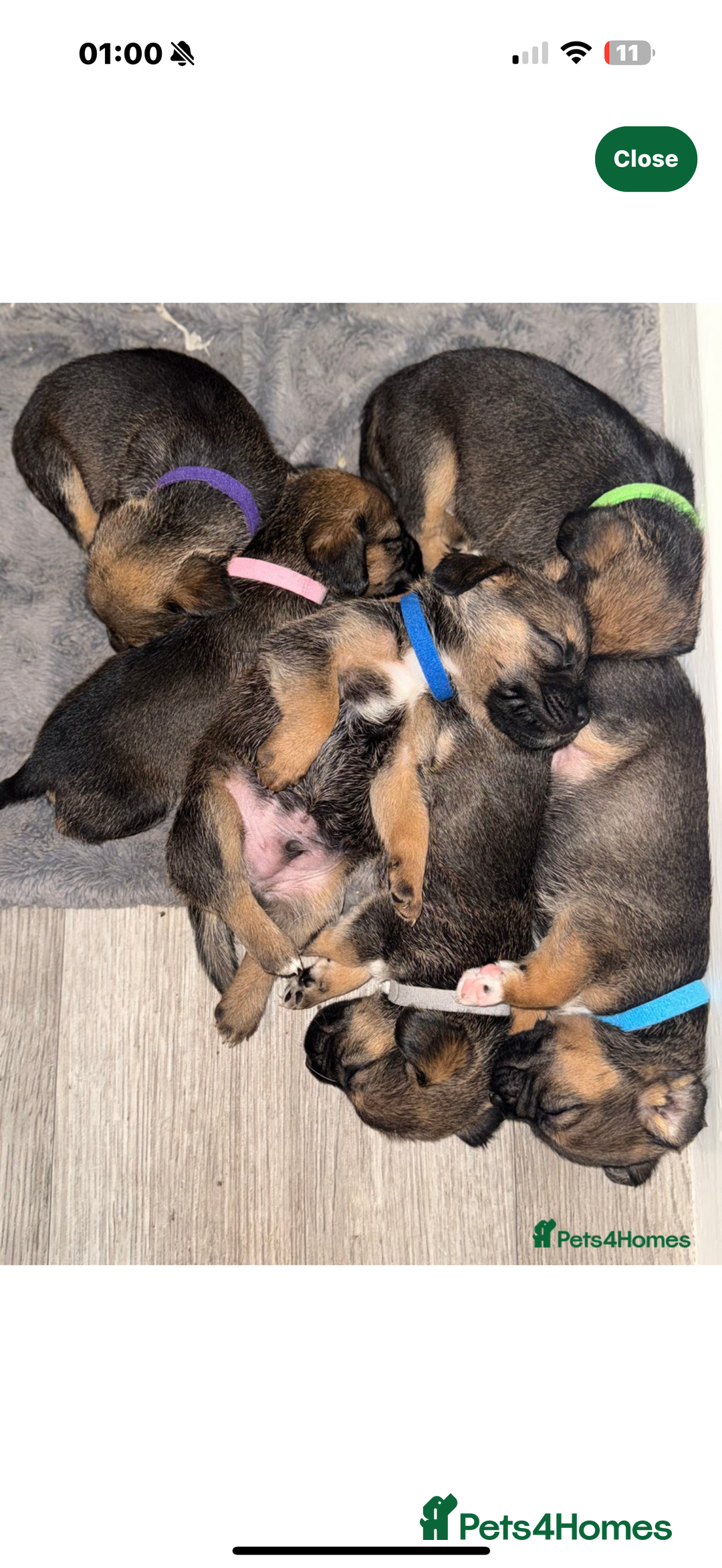 Mixed Breed dogs for sale: Borders - 2 dog pups left *reduced* - Advert 4