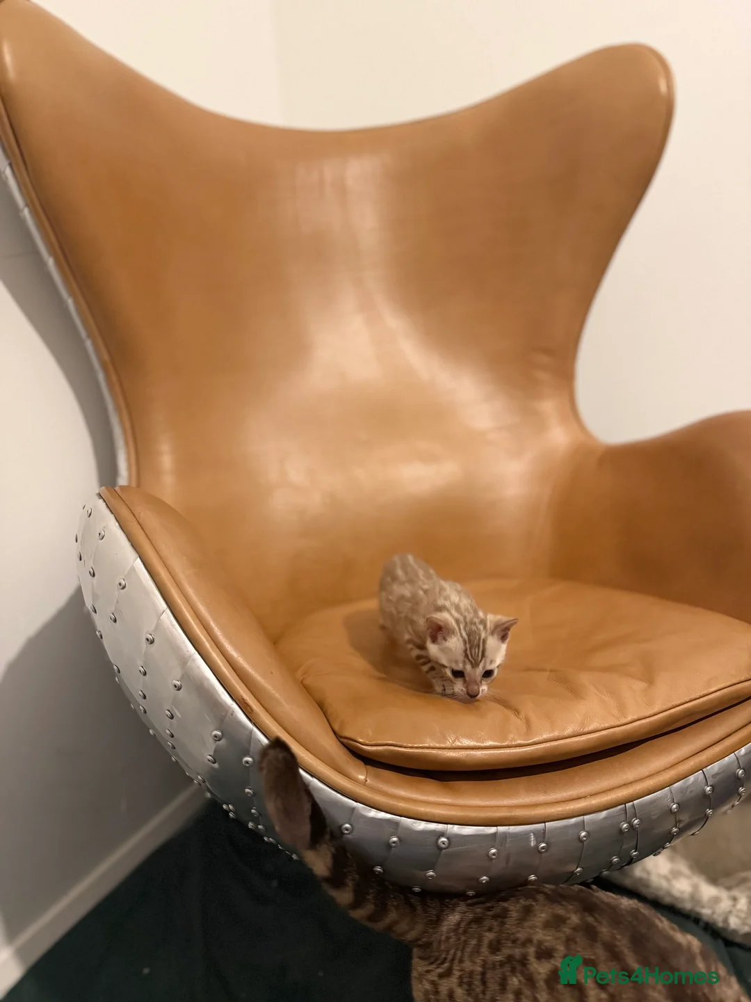 Bengal cats for sale: Snow Lynx Pedigree Kittens, ACTIVE! - Advert 7