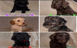 Cavapoo dogs for sale: 🐶 F1 CAVAPOO PUPPIES HEALTH TESTED PARENTS 🐶 - Advert 1