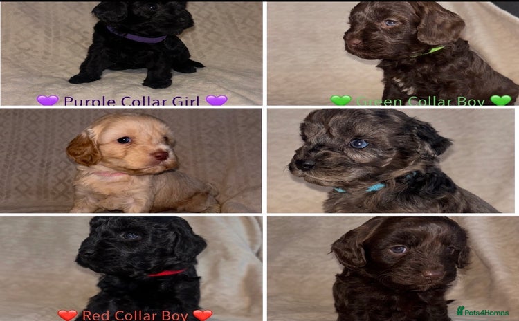Cavapoo dogs 🐶 Beautiful Cavapoo Puppies 🐶 - Advert 14
