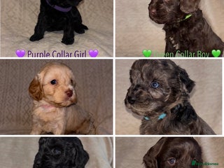 Cavapoo dogs 🐶 F1 CAVAPOO PUPPIES HEALTH TESTED PARENTS 🐶 - Advert 9