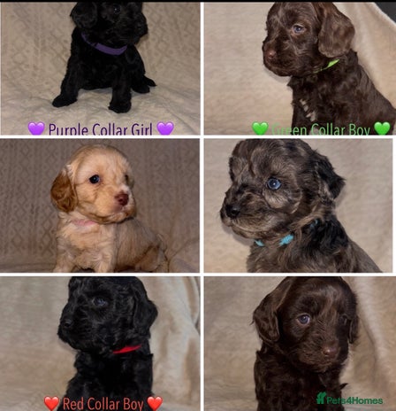 Cavapoo dogs 🐶 Beautiful Cavapoo Puppies 🐶 - Advert 14
