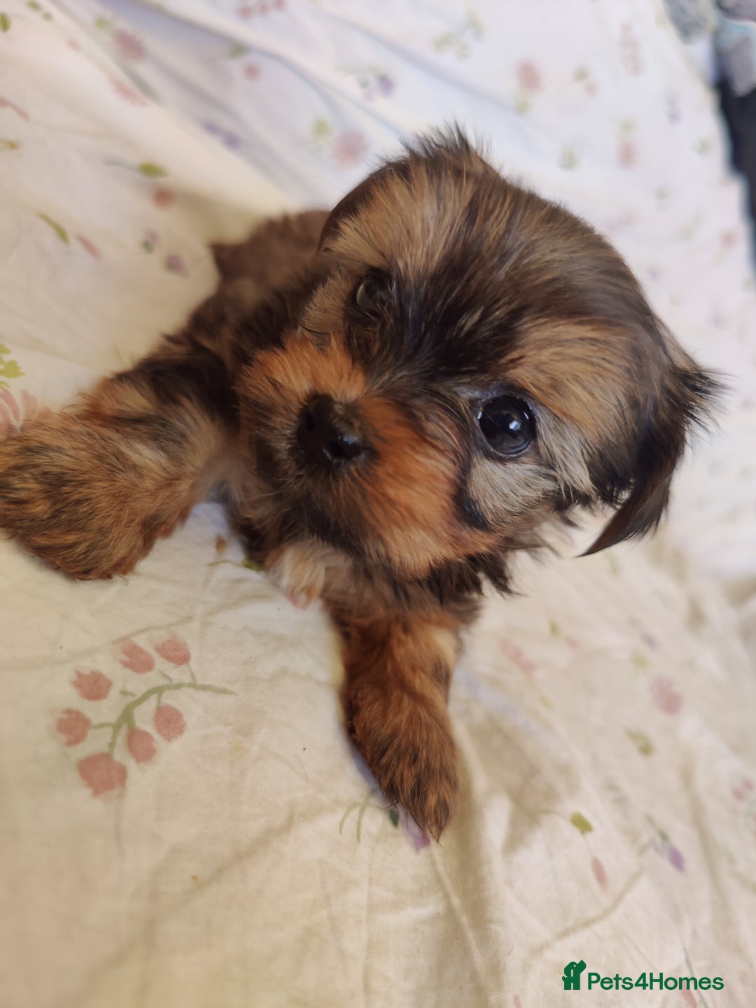 Yorkshire Terrier dogs for sale: Yorkshire terrier puppies  - Image 8