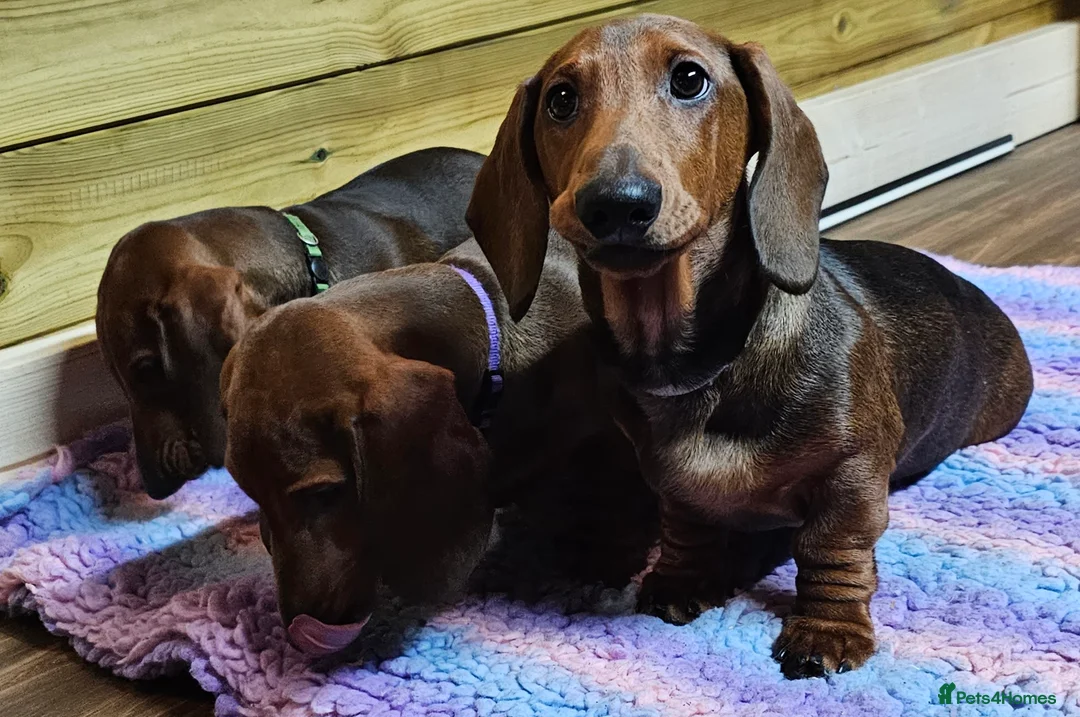 Dachshund dogs for sale: Beautiful show quality standard smooth shaded red in Exeter - Advert 4
