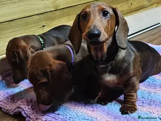 Dachshund dogs Beautiful show quality standard smooth shaded red - Advert 3
