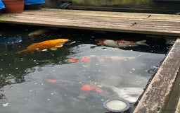 Koi Carp fish for sale: Koi carp and all my pond equipment  - Image 3