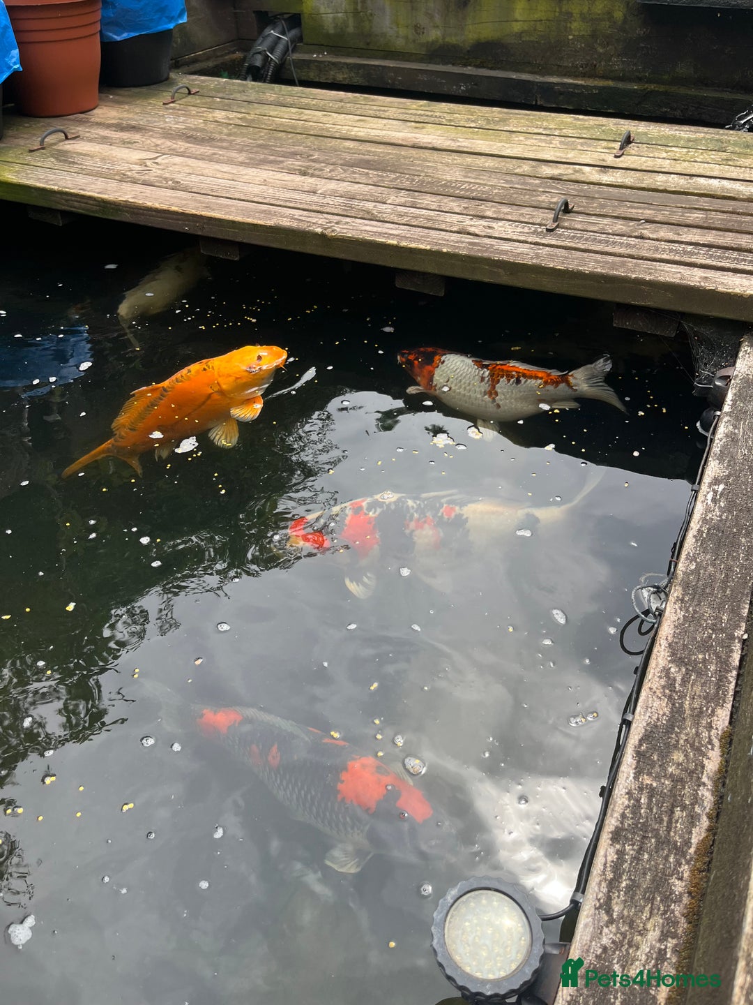 Koi Carp fish for sale: Koi carp and all my pond equipment  - Image 3