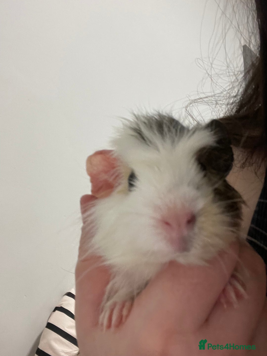 Guinea Pig rodents for sale: Cookie - Advert 2