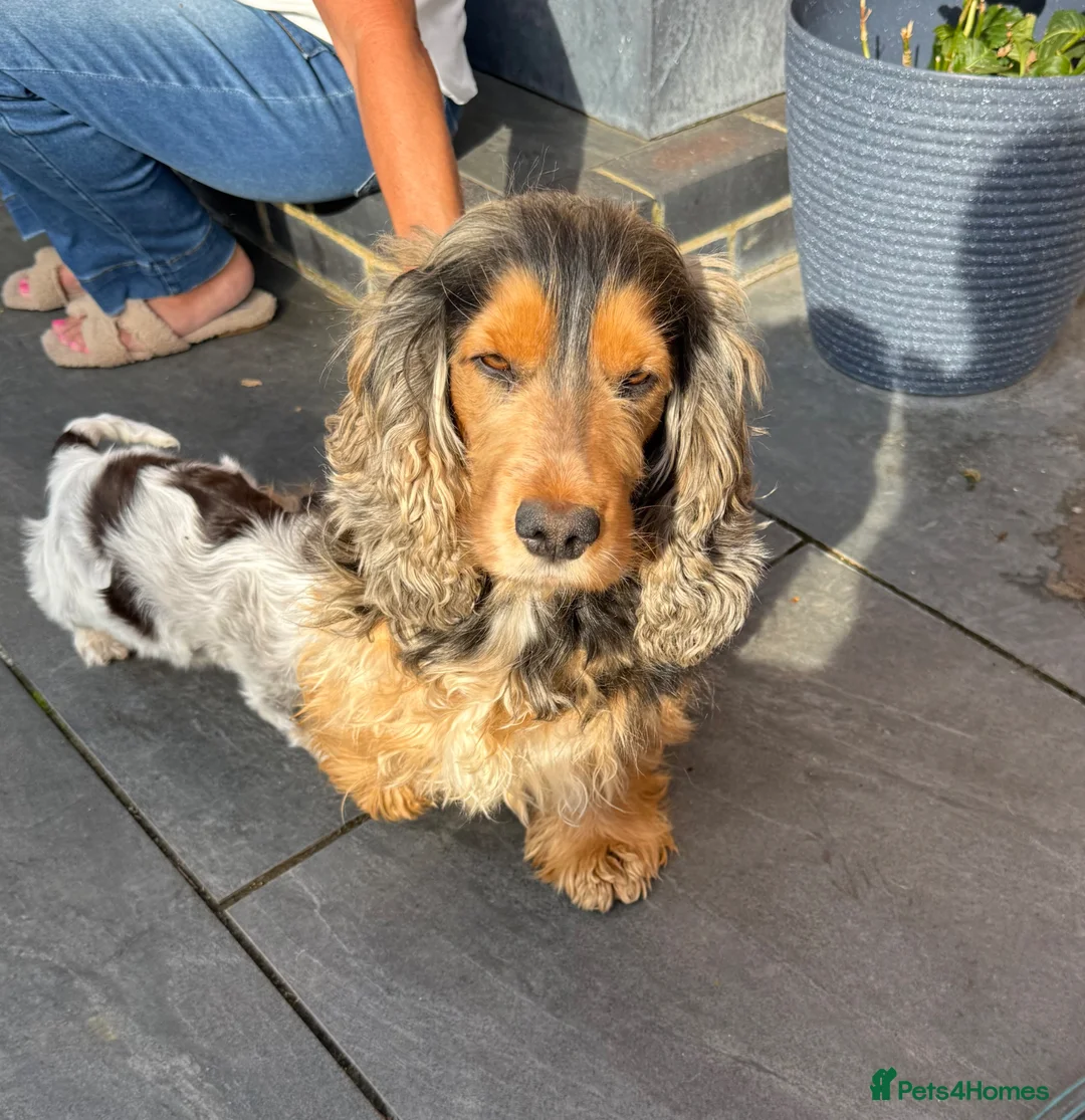 Cocker Spaniel dogs for sale: Show type kc cocker spaniel  - Advert 7