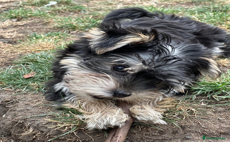 Morkie dogs - Advert 16