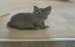 British Shorthair cats for sale: Champion Bloodline British Shorthair & Longhair - Image 16