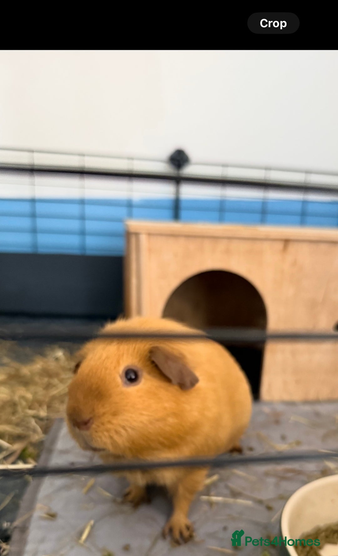 Guinea Pig rodents for sale: Californian male guinea pigs x 2 - Image 1