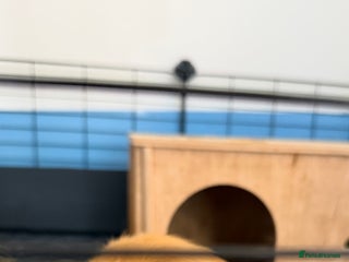 Guinea Pig rodents - Advert 16