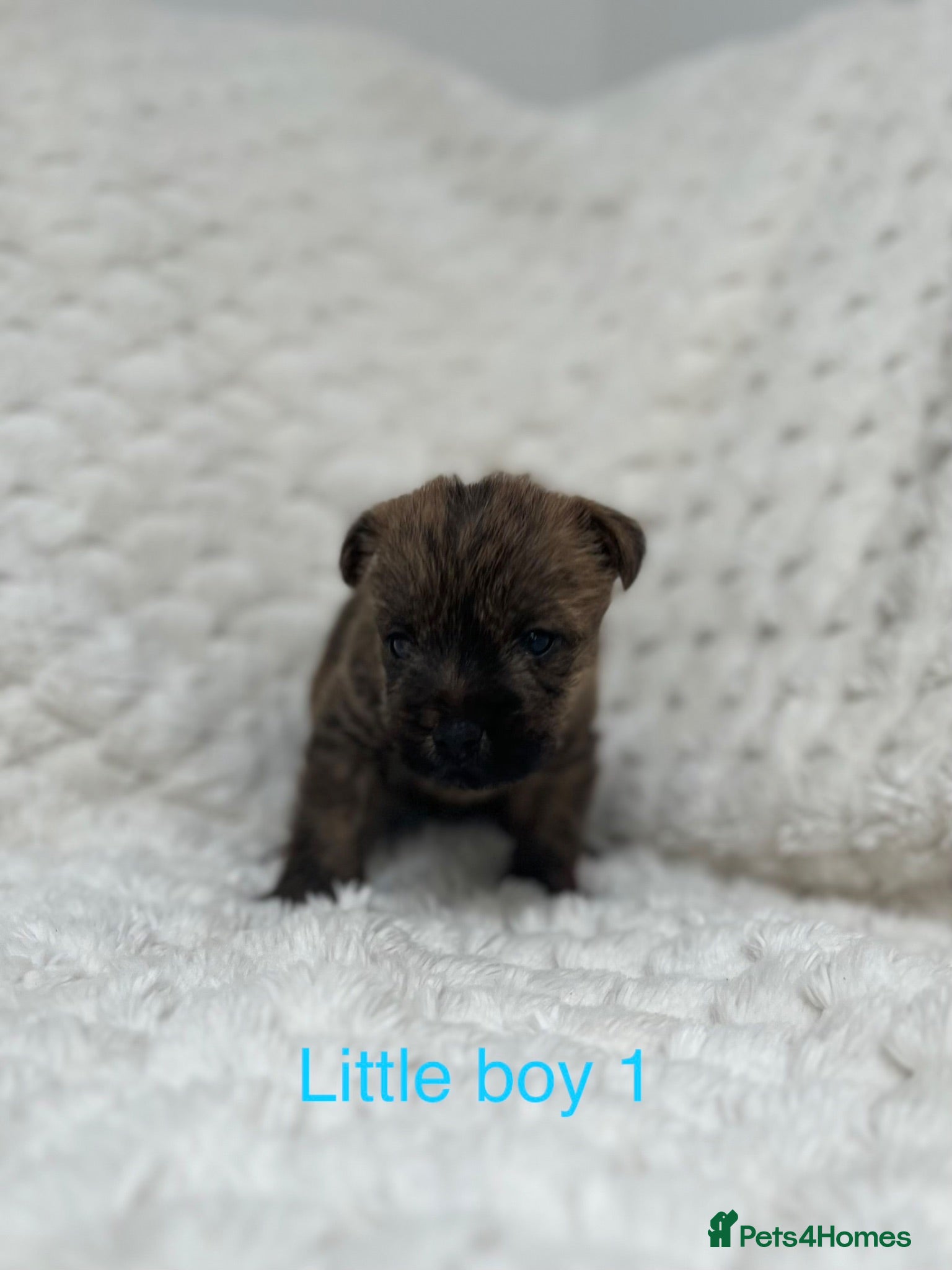 Cairn Terrier dogs Cairn terrier puppy’s  - Advert 2