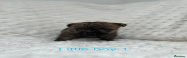 Cairn Terrier 1