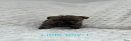 Cairn Terrier dogs for sale: Cairn terrier puppy’s  - Advert 2