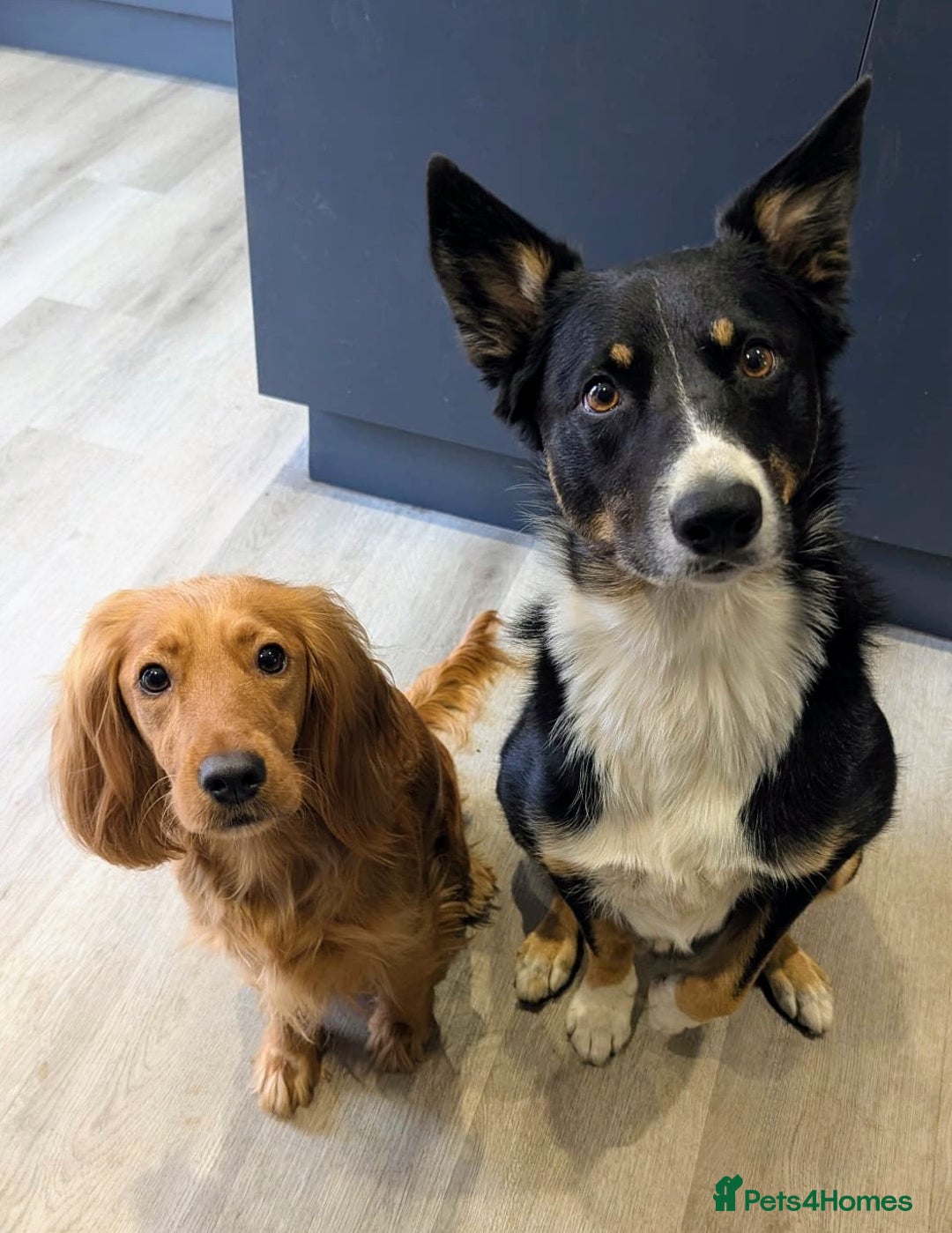 Mixed Breed dogs for sale: Cocker spaniel & boarder collie cross  - Image 10