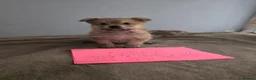 Mixed Breed dogs for sale: 7 Yorkie/pomeranian  puppies - Advert 4