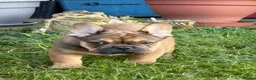 French Bulldog dogs for sale: French bulldog puppies - Advert 6