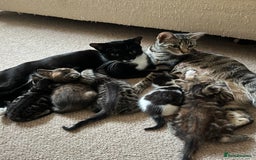 Mixed Breed cats for sale: Beautiful kittens ready for loving new homes.  - Image 24