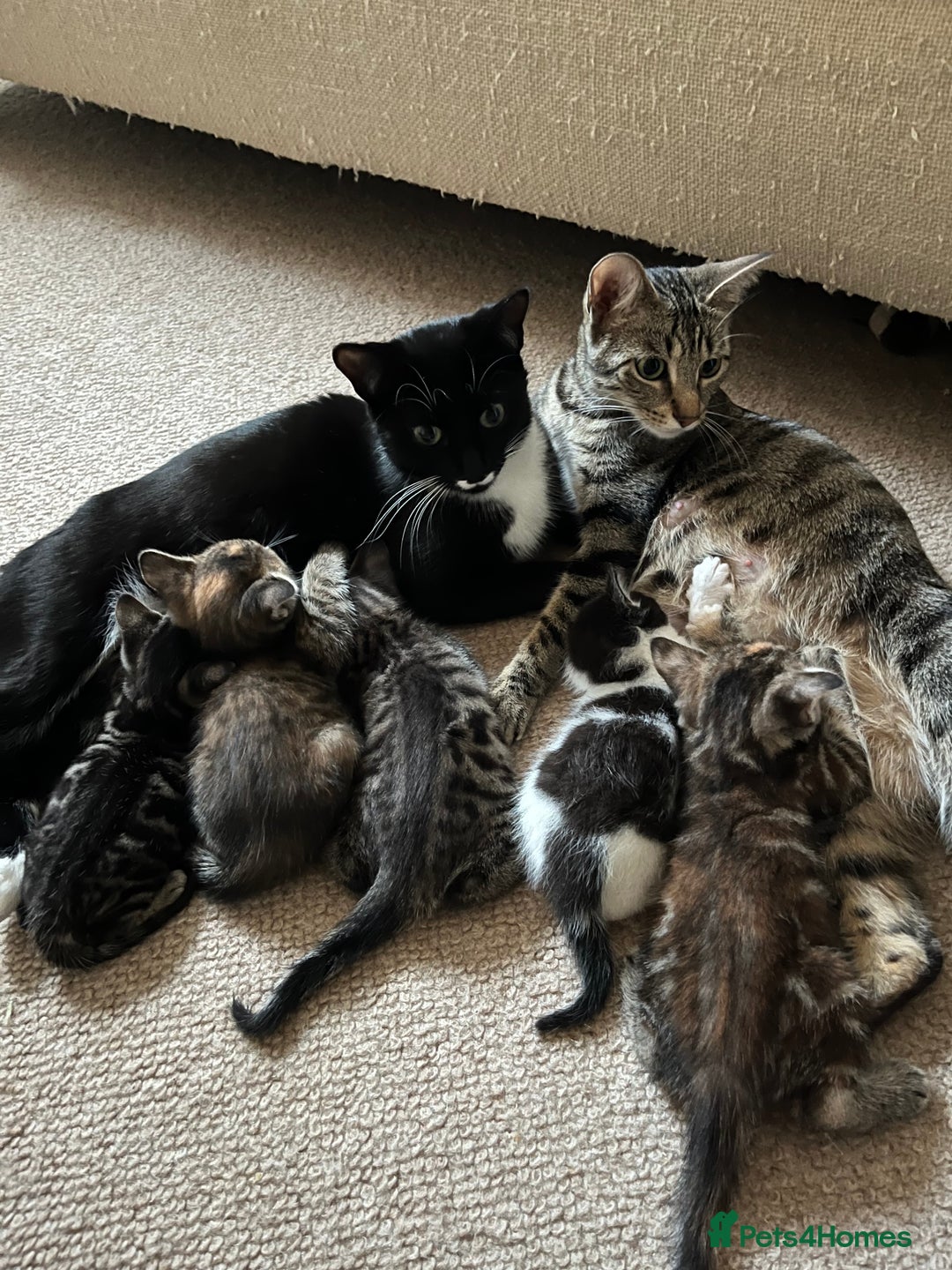 Mixed Breed cats for sale: Beautiful kittens ready for loving new homes.  - Image 24