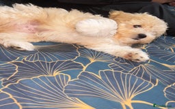 Bichon Frise dogs for sale: Bichon Frise - very rare - Goldie  - Image 8